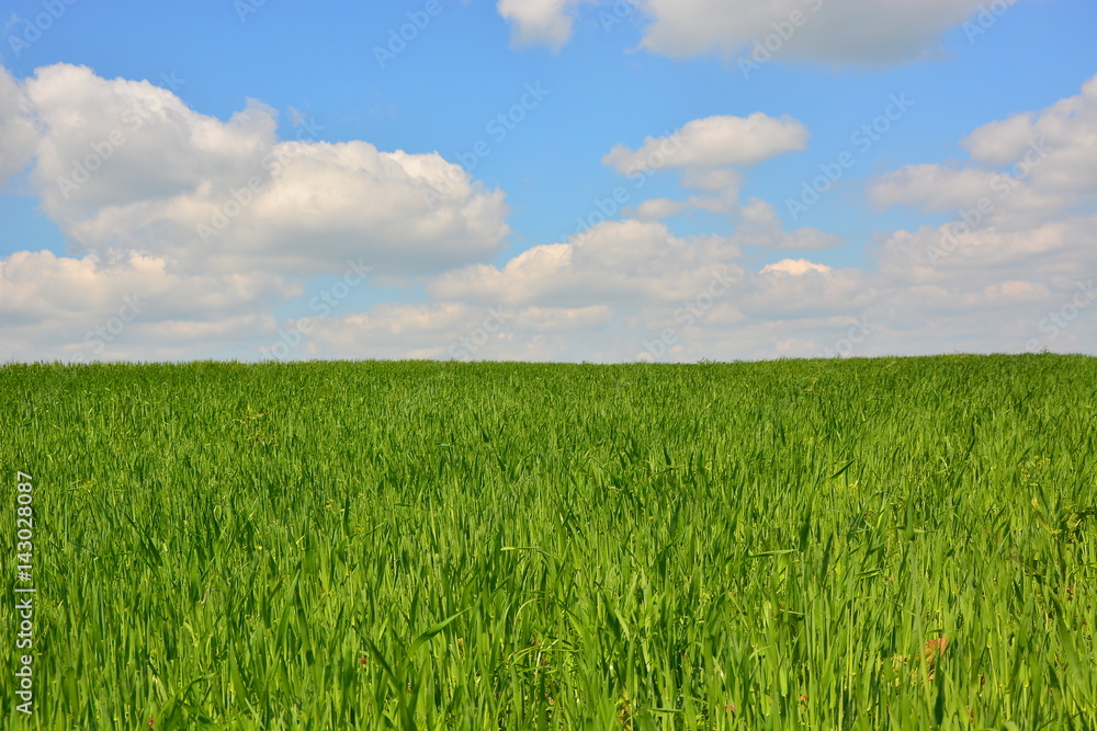 Green field on the background of blue sky with white clouds
