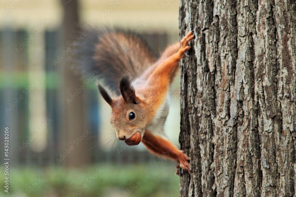 squirrel, animal, tree, nature, forest, park, fall, autumn, spring, summer, rodent, cute, nut, nuts, eating animal, eating squirrel squirrel, animal, tree, nature, forest, park, fall, autumn, spring, summer, rodent, cute, nut, nuts, eating animal, eating squirrel