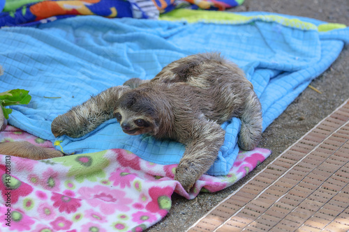 A baby sloth on colorful blankets photo