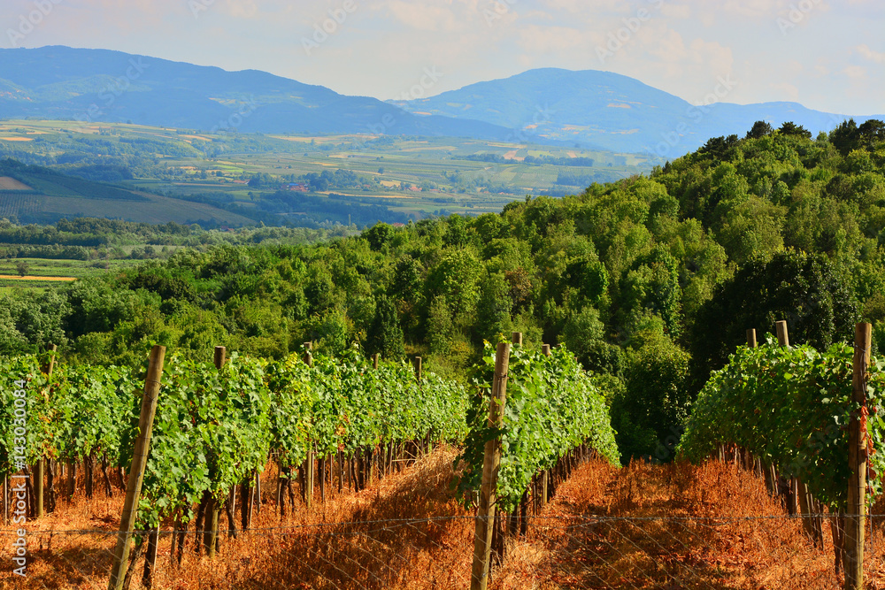 Fototapeta premium vineyard in the field 