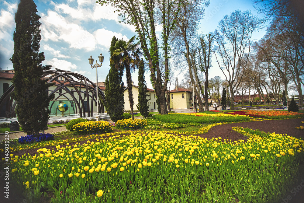Flowers during the annual April tulip festival in Istanbul in Gulhane Park