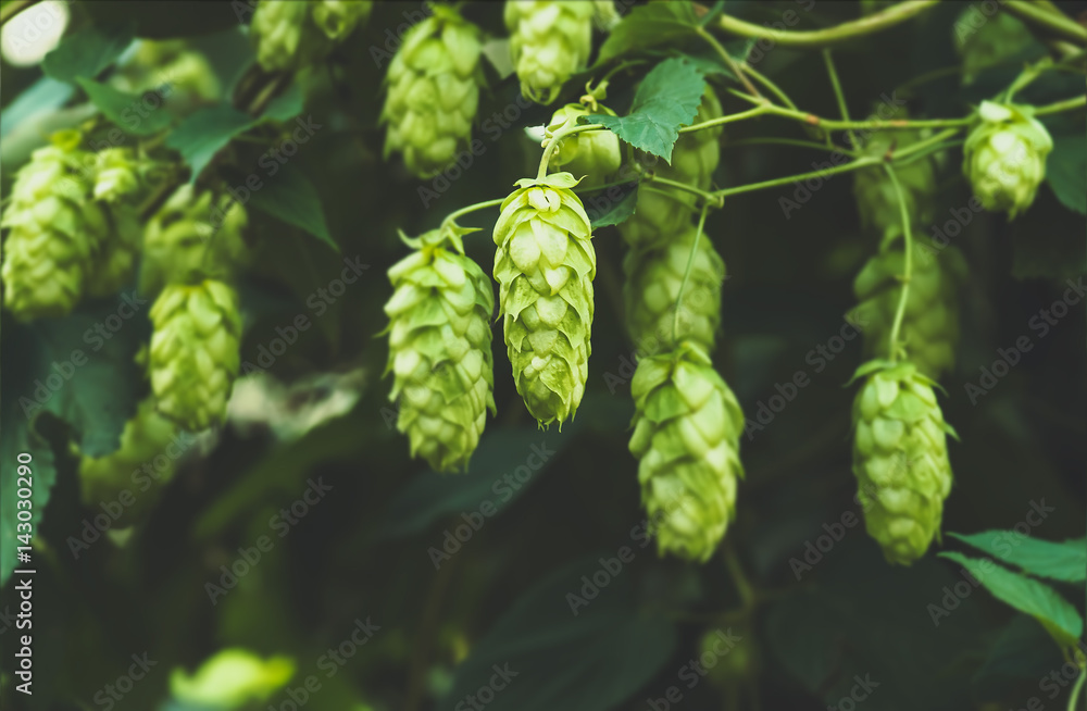 Green fresh hop cones for making beer, closeup Green fresh hop cones for making beer, closeup