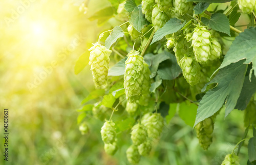 Green fresh hop cones for making beer, closeup photo