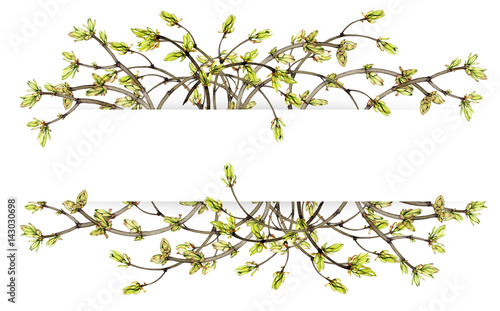 hand painted watercolor branches with young leaves and buds on white background