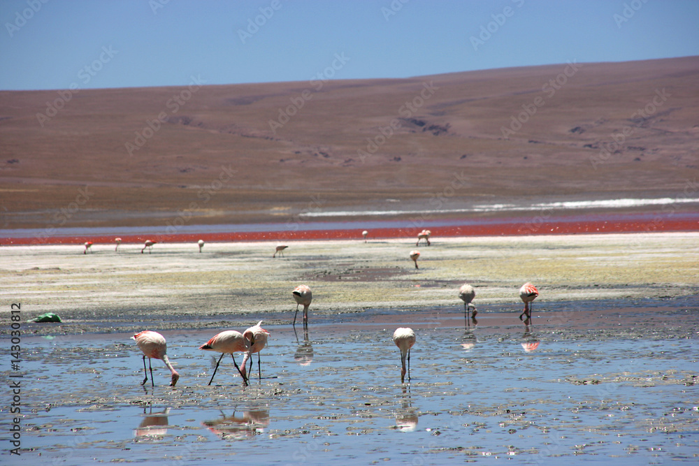 Flamingos at the colourful Laguna Colorada on the Altiplano high plateau, Bolivia