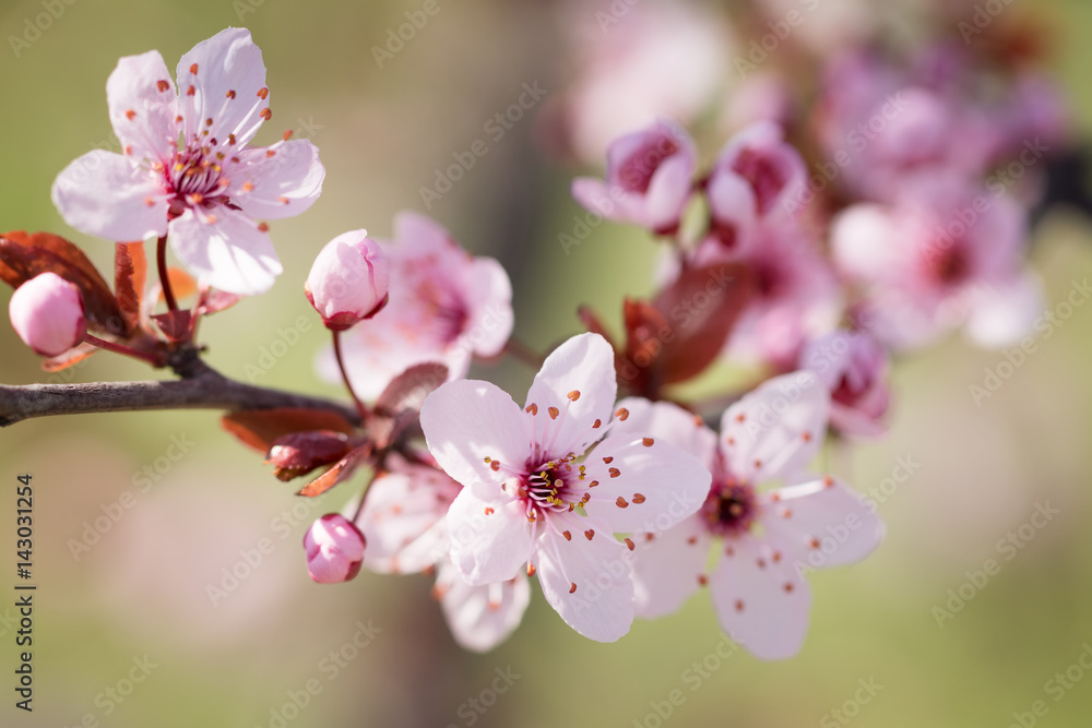 Obraz premium Blooming plum tree.