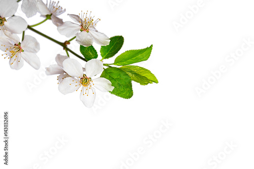 Cherry blossom on white 