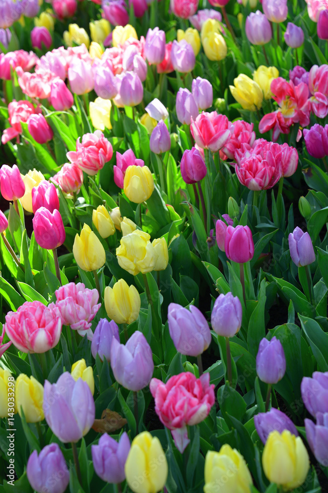 tulip tulip