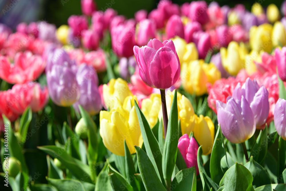 tulip tulip