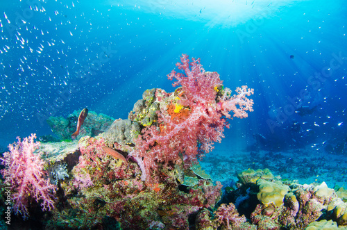 Fototapeta Naklejka Na Ścianę i Meble -  Wonderful and beautiful underwater world with corals, fish, scuba diver and sunlight