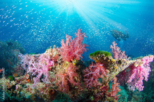 Fototapeta Naklejka Na Ścianę i Meble -  Wonderful and beautiful underwater world with corals, fish, scuba diver and sunlight