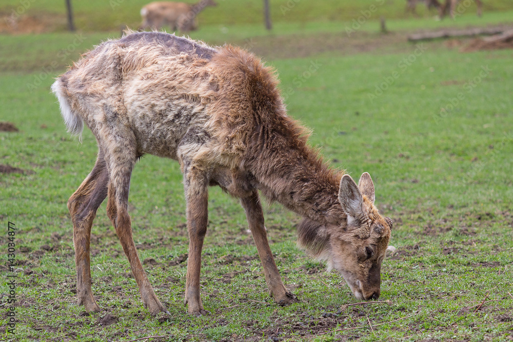 Shedding deer without a horn grazing in a meadow. Animals Shedding deer without a horn grazing in a meadow. Animals