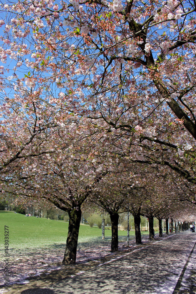 Allee mit japanischen Zierkirschbäumen Allee mit japanischen Zierkirschbäumen
