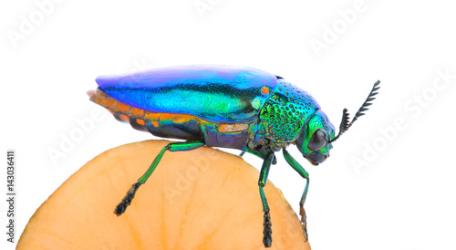 Jewel beetle isolated on white.