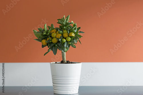 Фотография Citrous plant indoors
