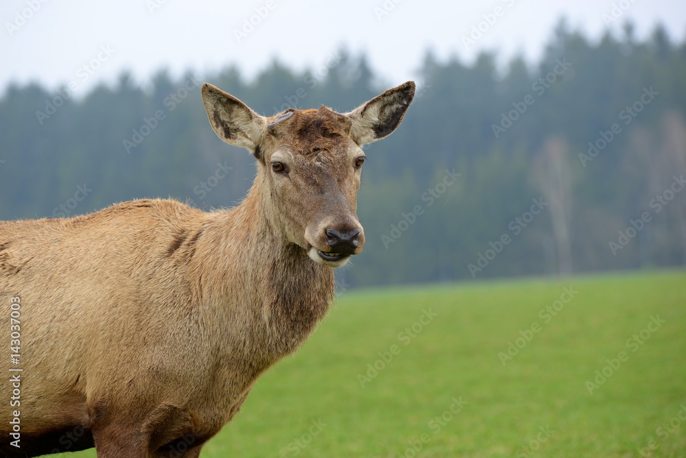 Fototapeta premium Geweihlos, prächtiger Rothirsch im Frühling nach Abwurf seines Geweihs, Portrait