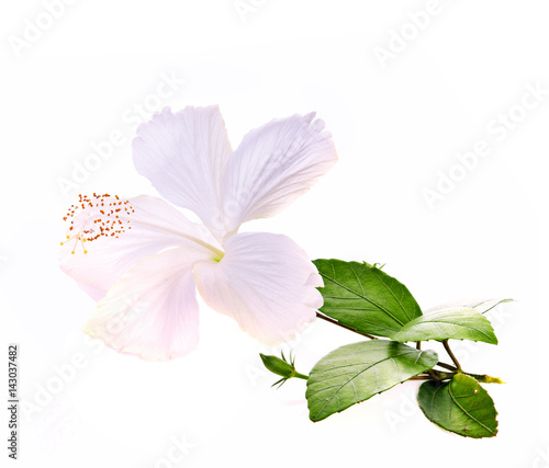 Hibiscus white flower on white background photo
