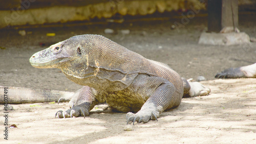 One komodo dragon sitting still looking sideways at komodo national park  lndonesia.