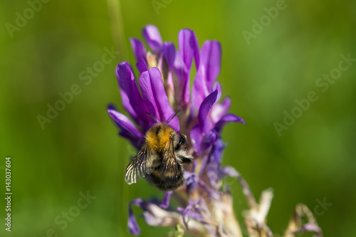 Pollination of flowers by bees no meadow