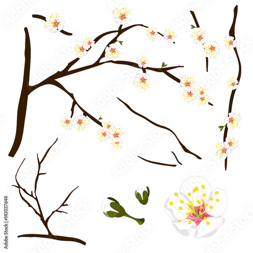 Prunus mume - White Chinese plum, Japanese apricot flower, Plum Blossom. Vector Illustration. isolated on white Background.