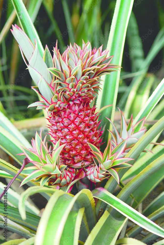 Red skin pineapple ananas growing out of its green leaved tree on a plantation in the morning used for commercial sale. Red skin pineapple ananas growing out of its green leaved tree on a plantation in the morning used for commercial sale.