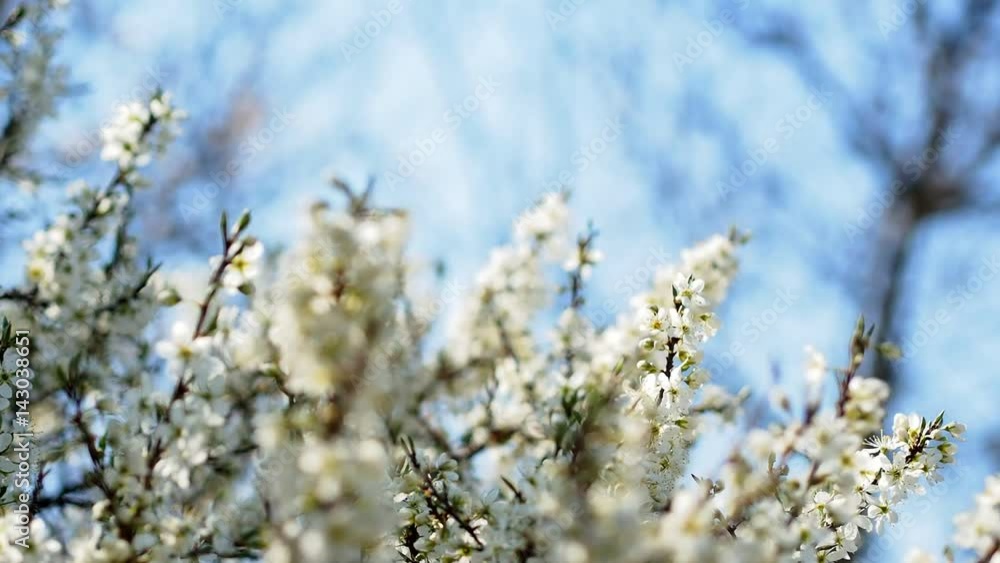 cherry tree blossoming, white petals cherry tree blossoming, white petals
