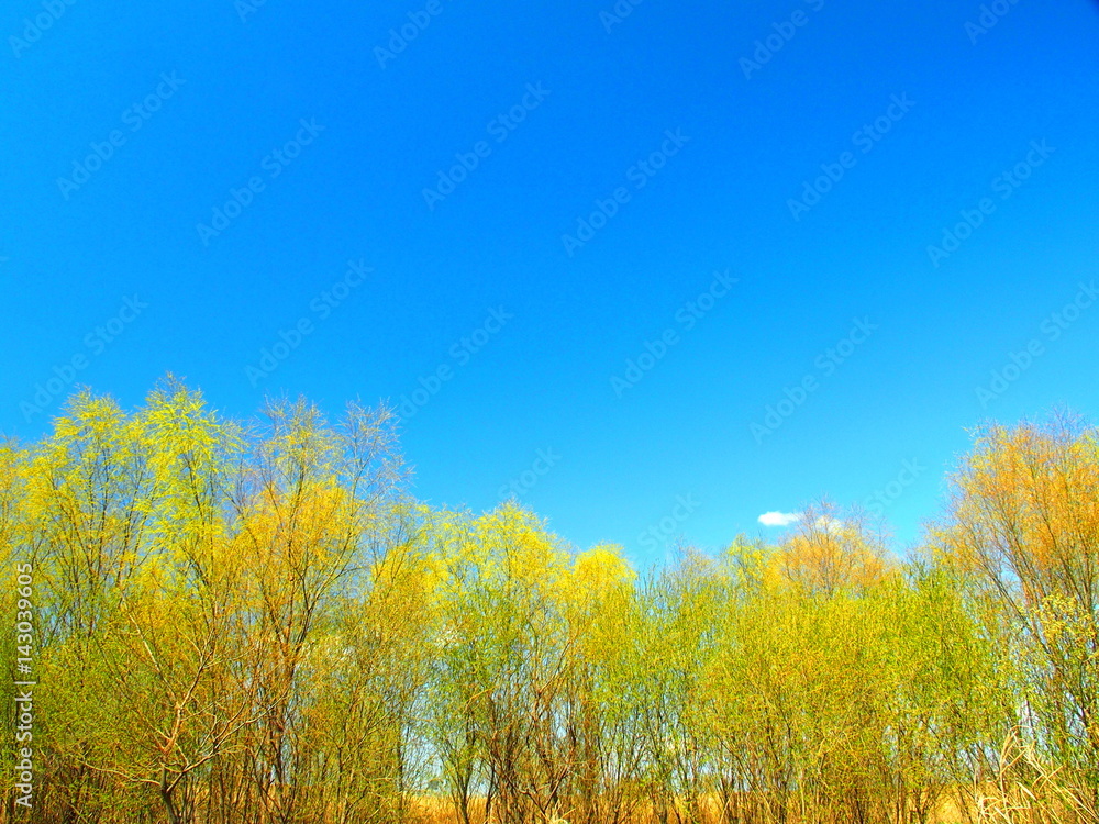 芽吹きの木々と青空