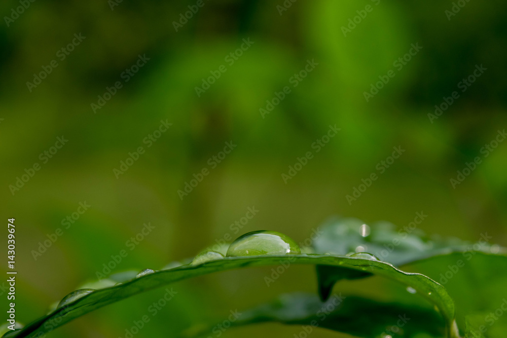 water drops on green plant leaf water drops on green plant leaf