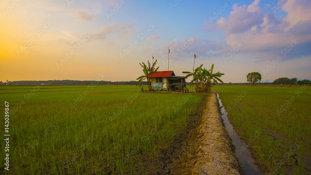 Fototapeta premium Old traditional rice field bamboo bad weather hut, showing rice field landscapes and surviving native trees
