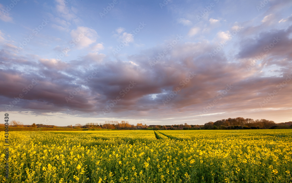 Fields of golden yellow rapeseed crop with pink clouds at sunset in England. Wide angle landscape with a path going through the plants