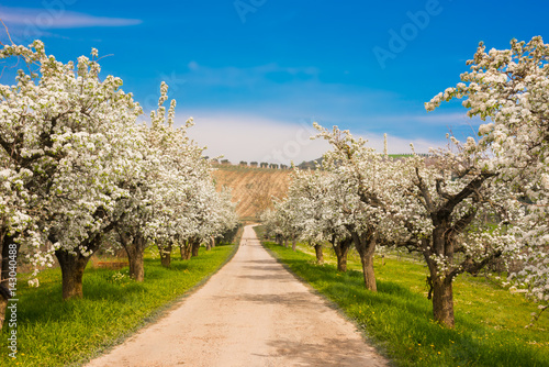 Spring landscape: fruit trees in blossom with beautiful flowers