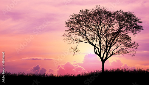 Silhouette tree and grass in Pink purple sky cloud background