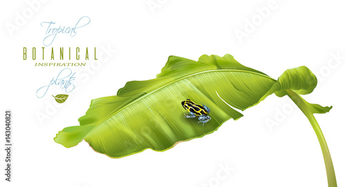 Banana frog banner
