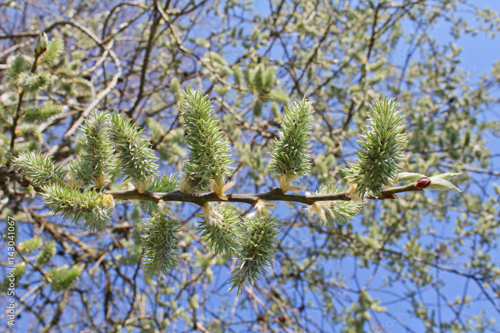 Goat willow with blue sky Goat willow with blue sky