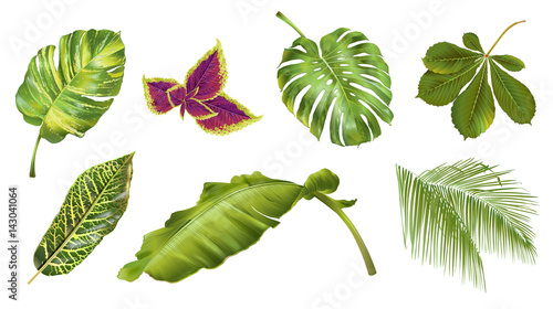 Tropical plants set