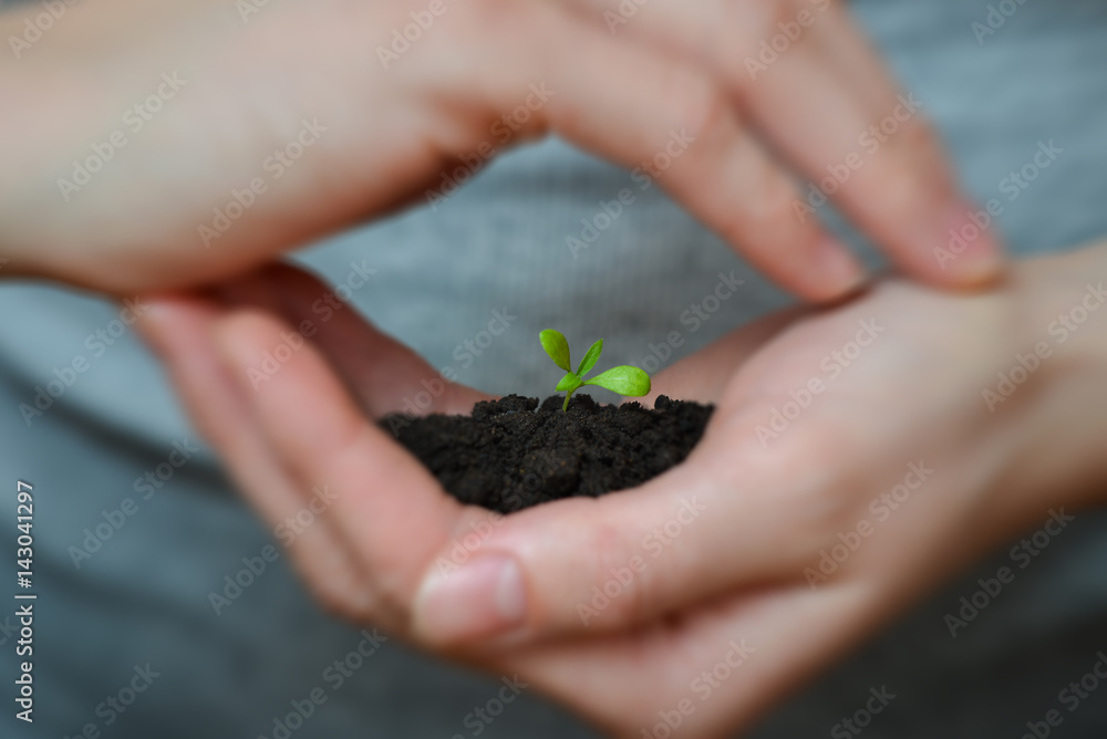 Focus on Little seedling in black soil on womans hand. Earth day and Ecology concept. Focus on Little seedling in black soil on womans hand. Earth day and Ecology concept.