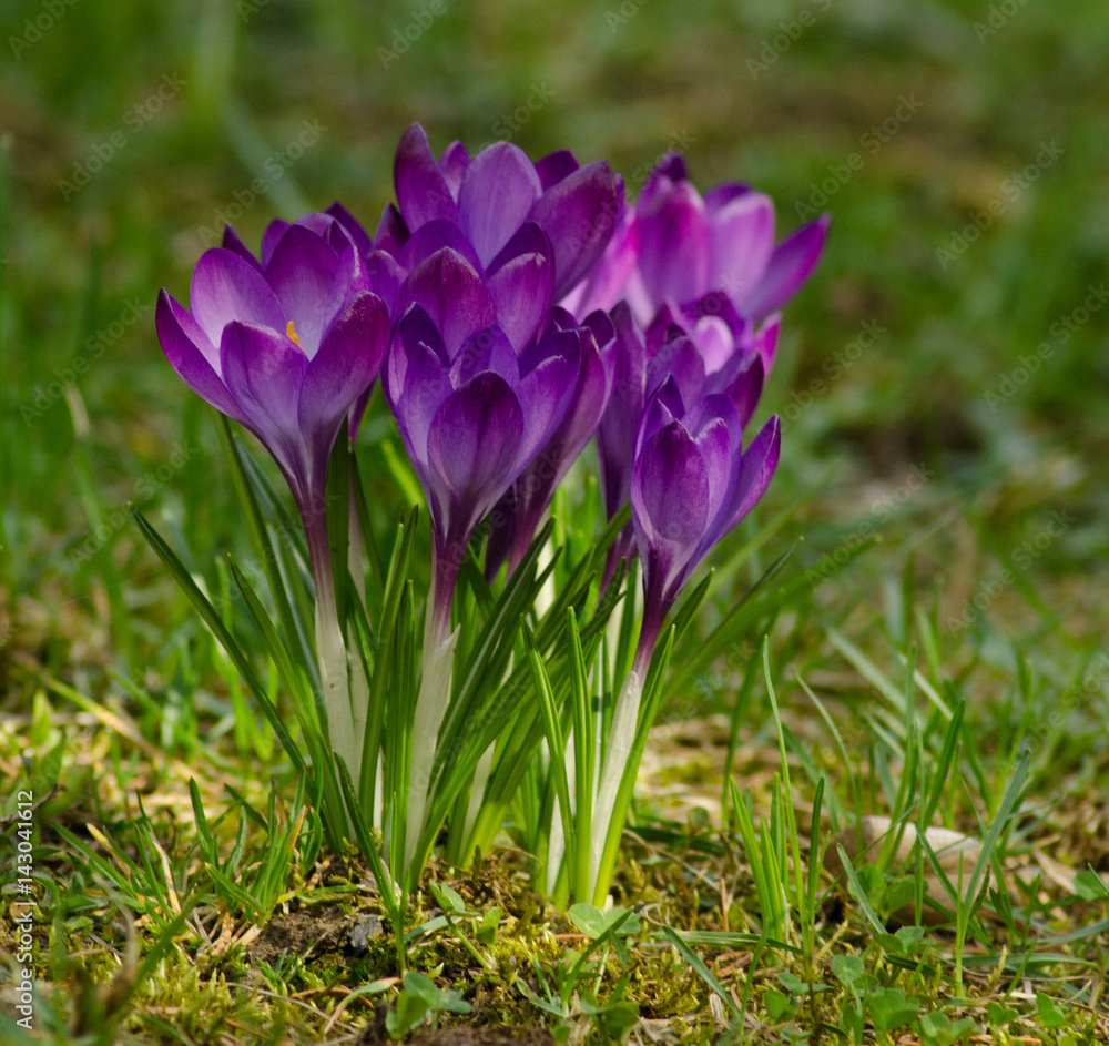 Violet crocuses on the green grass