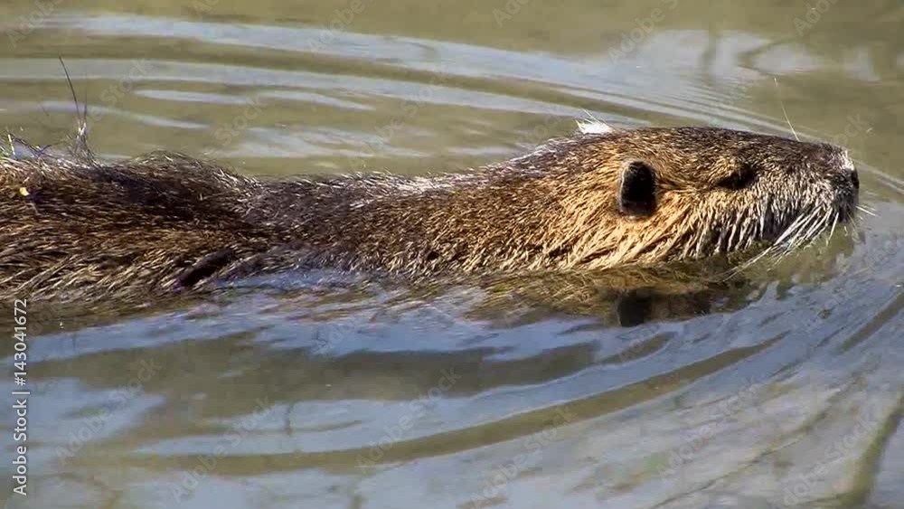 Ein Nutria schwimmt in einem Fluß (Großaufnahme) Ein Nutria schwimmt in einem Fluß (Großaufnahme)