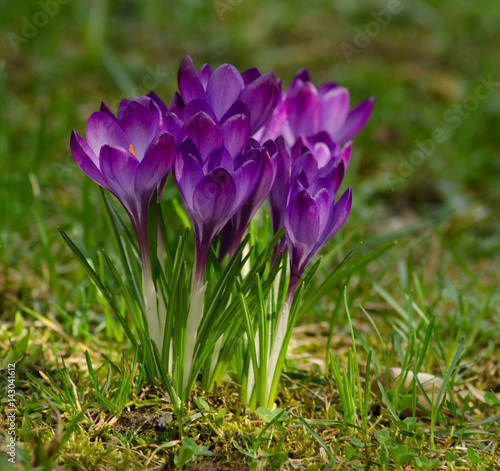 Violet crocuses on the green grass