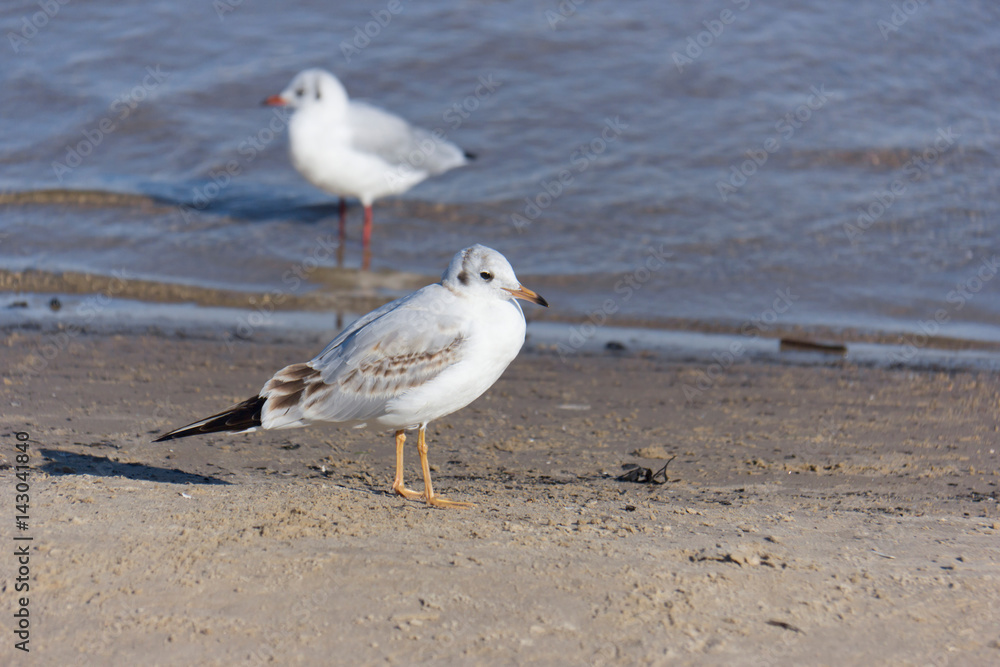 A Seagull walks on the beach A Seagull walks on the beach