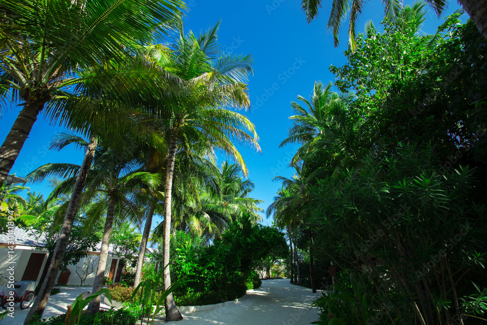 Green forest at tropical island resort, Maldives