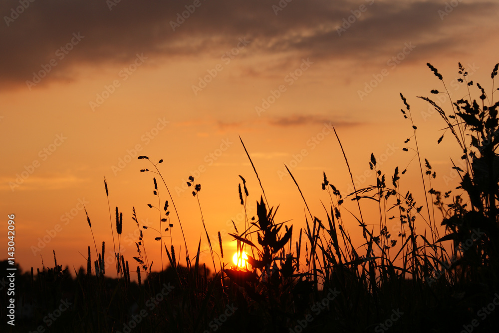 Sonnenuntergang zwischen Grashalmen