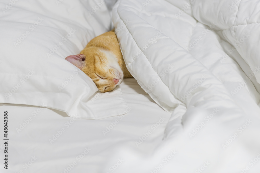 Obraz premium A cute yellow cat sleep on white cozy bed
