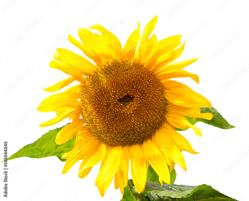 Fototapeta premium Sunflower isolated on white background. Sunflower with leaves.