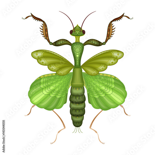 Vector Decorative Indian Flower Mantis. Isolated On Transparent Background. T-shirt; Poster; Tattoo