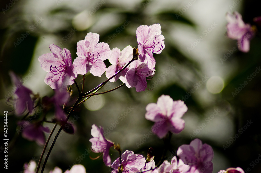 Spring pink flowers. Blossoming tree. Background Spring pink flowers. Blossoming tree. Background