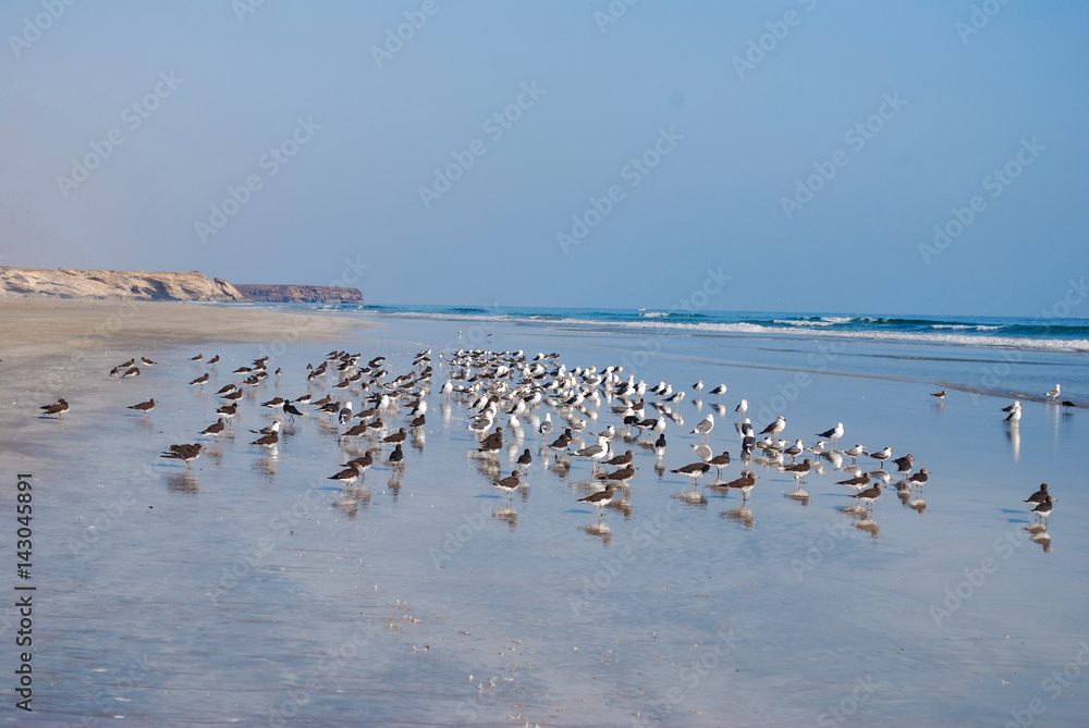 Birds on the sandy beach