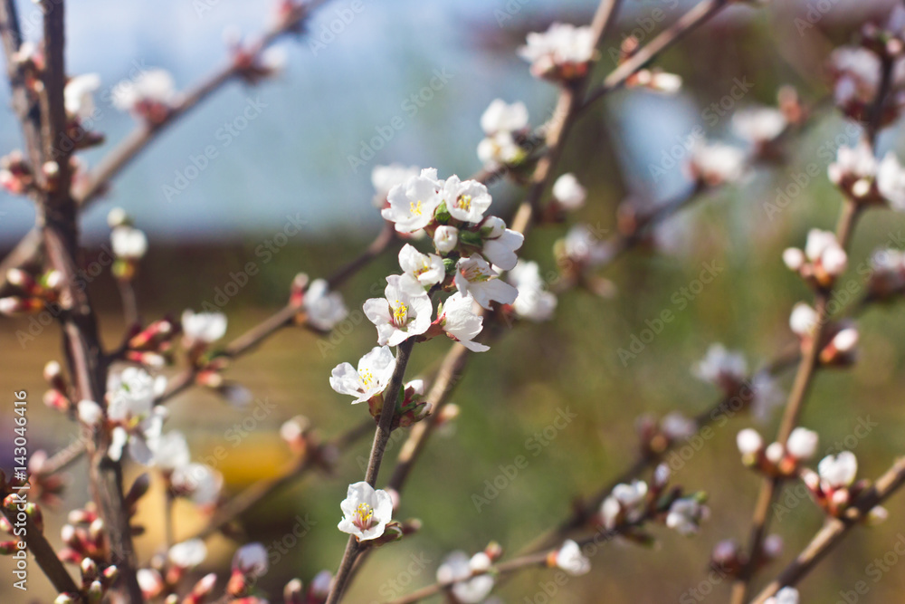 Spring butterfly on the branch of a flowering tree Spring butterfly on the branch of a flowering tree
