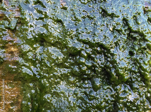 Thick green slime and wet algae covering wall