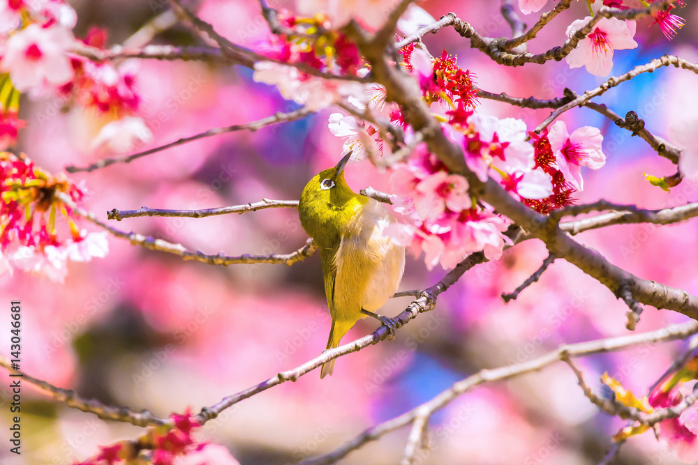 The Japanese White-eye and cherry blossoms. Located in Tokyo Prefecture Japan. The Japanese White-eye and cherry blossoms. Located in Tokyo Prefecture Japan.